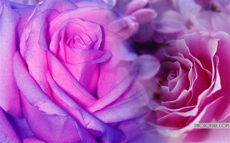 Please contact us if you want to publish a purple wallpaper on our site. Pink And Purple Flower Backgrounds - Wallpaper Cave