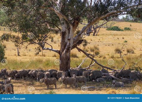 Herd of Sheep Under a Tree stock image. Image of drove - 121178281