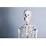 What Is The Skeletal System  Facty Health
