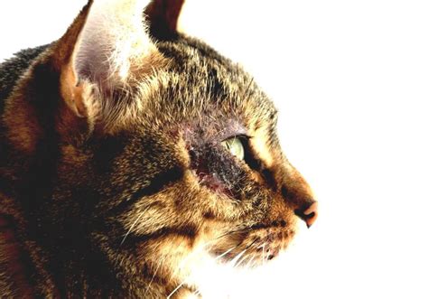 Miliary Dermatitis Rash On Cat