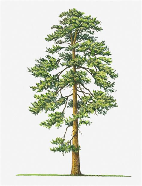 Illustration Of Evergreen Pinus Ponderosa Ponderosa Pine Tree Digital