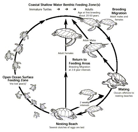 Diagram Depicting The Life Cycle Of Marine Turtles Marine Turtle Sea