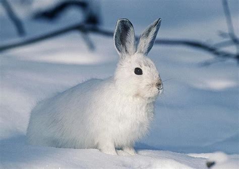 White Rabbit Animal Pet Snow Pikist
