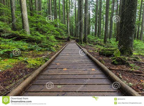 Forrest Perspective Stock Photo Image Of Global Leaf 28164414