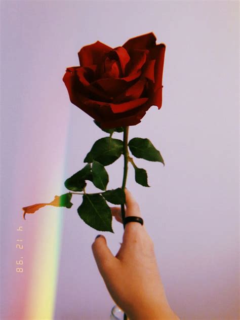 31 Roses Wallpaper Iphone Aesthetic Gambar Terbaik Postsid