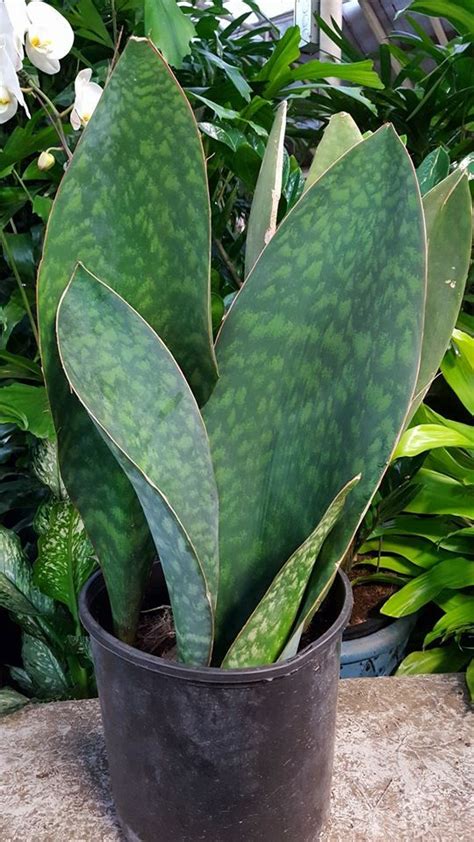 Snake Plant Varieties With Names And Pictures