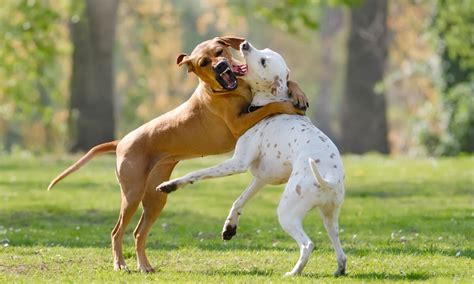 Cómo Actuar Cuando Dos Perros Se Están Peleando Con Seguridad