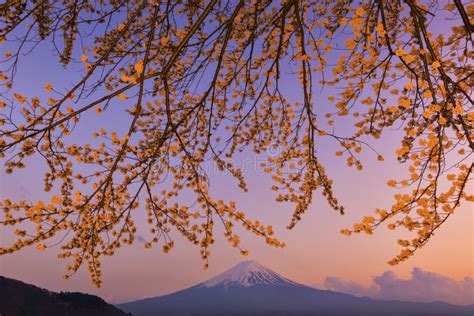 Fujisan And Sakura At Lake Kawaguchiko Stock Image Image Of Blossom