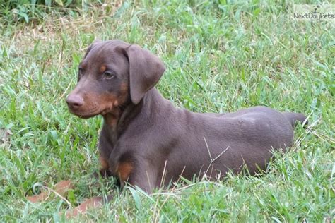 Cost is obviously a consideration when buying a doberman puppy. Preacher: Doberman Pinscher puppy for sale near Shreveport, Louisiana. | 52a44578-b4f1