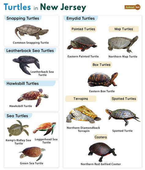 List Of Turtles Found In New Jersey With Pictures