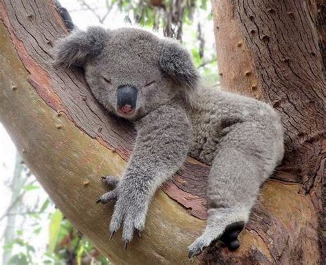 Koalas Sleep For 22 Hours Per Day The Rest Of Their Time Is Spent