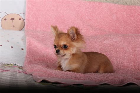 200 Cutest Chihuahua Female Names
