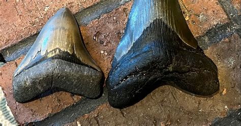 Giant Five Inch Megalodon Tooth Found By Fossil Hunter In Once In A