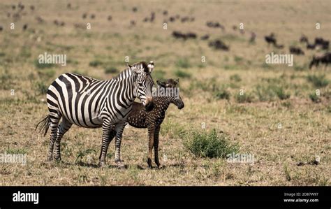 The Rare Spotted Zebra Tira With His Mother In The Maasai Mara