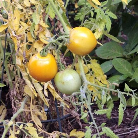 Most Disease Resistant Tomato Varieties To Fight Blight And Other Diseases