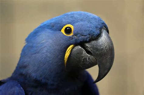 A Full List Of Macaw Types With Photo And Video Talkie Parrot