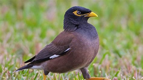 Myna Bird Making Different Sounds😍 Youtube