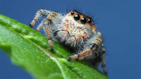 Unique Facts Of Jumping Spiders Spiders Who Are Adept At Jumping Newsy Today