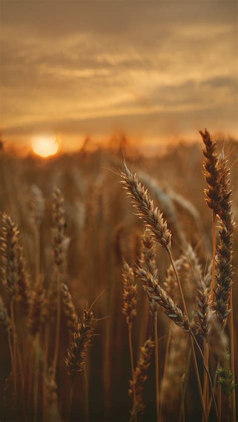 Sunset Through Wheat Crop Sunlight Nature Hd Phone Wallpaper Peakpx