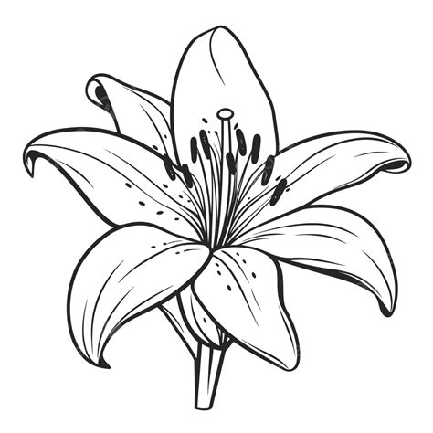 Lily Flower Coloring Page Royalty Free Vector Image My Xxx Hot Girl