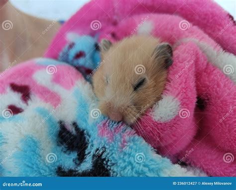 Syrian Hamster Sleeping In The Bathrobe Stock Image Image Of Back