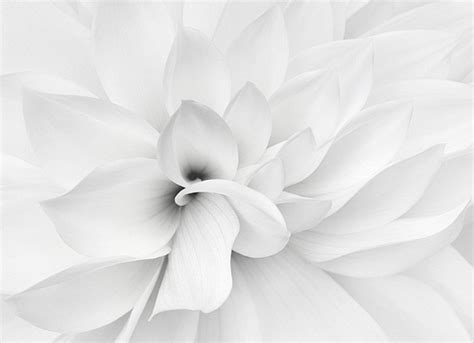 White Beauty 08