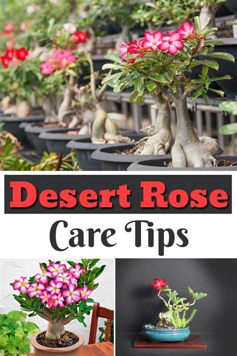 Desert Rose Care Tips Desert Rose Care Rose Care Desert Rose