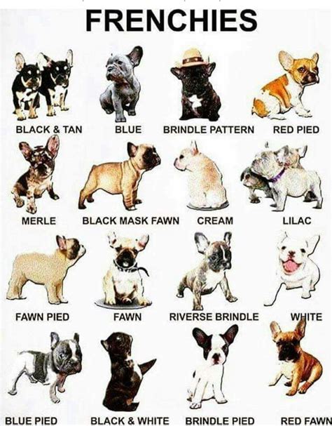 Great French Bulldog Breeding Color Chart Check It Out Now Bulldogs