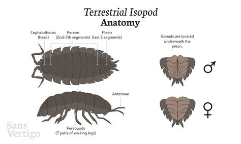 What Do Isopod Eggs Look Like What Do