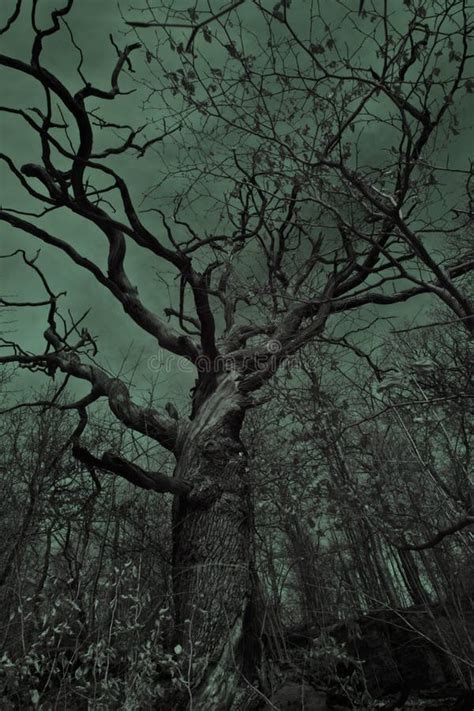 Old Eerie Tree Stock Photo Image Of Gloomy Scary Branch 32474718