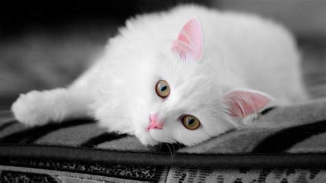 19 Black And White Kitten Wallpaper Furry Kittens