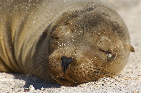 Galapagos Fur Seal Rsi Photos