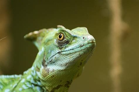 21 Best Pet Lizards For Beginners With Pictures Pet Keen