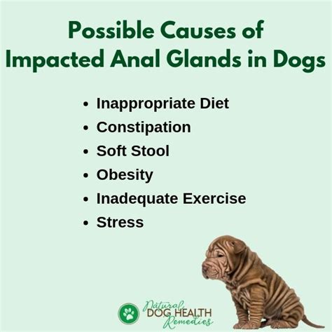 Gland Problems How To Express Dogs Glands Externally Cat Meme Stock