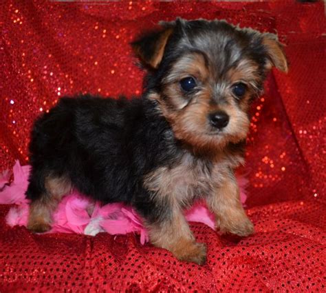 Teacups, puppies & boutique® specializes in teacup & toy puppies since 1999! Xmas teacup yorkie puppies for adoption