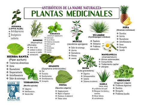 10 Plantas Medicinales Y Para Que Sirven Images