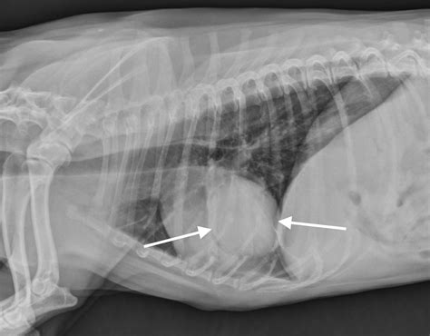However, less commonly, dogs have also been known to be susceptible to other pulmonary diseases like chronic obstructive pulmonary disease. Veterinary Key Points: Canine Lung Lobectomy Video