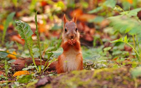 Hintergrundbilder Tiere Natur Tierwelt Nagetier Herbst Fauna