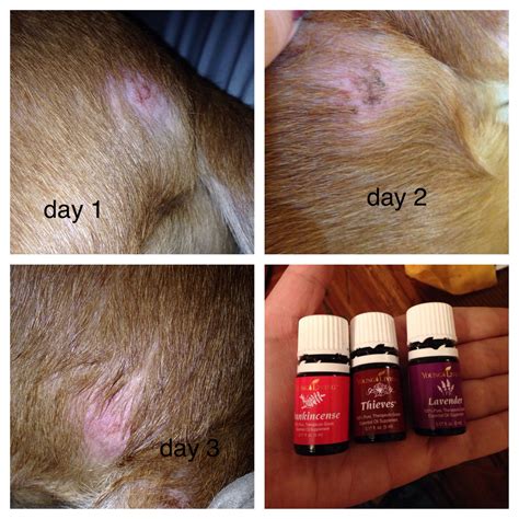How Do You Know Ringworm Is Healing In Dogs
