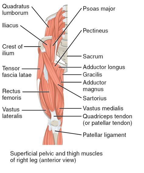 Muscles Of The Hips And Thighs Human Anatomy And Physiology Lab Bsb 141