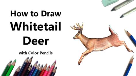 How To Draw A White Tailed Deer With Color Pencils Time Lapse Youtube