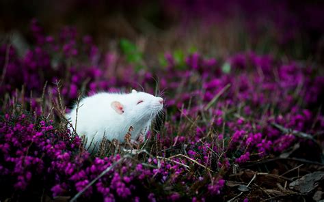 Mouse Full Hd Wallpaper And Background Image 2560x1600 Id596480