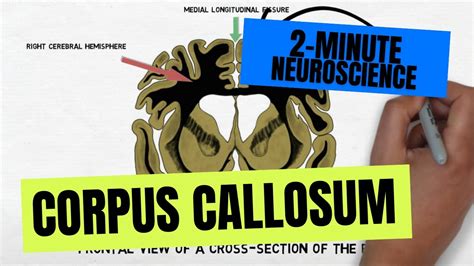 2 Minute Neuroscience Corpus Callosum YouTube