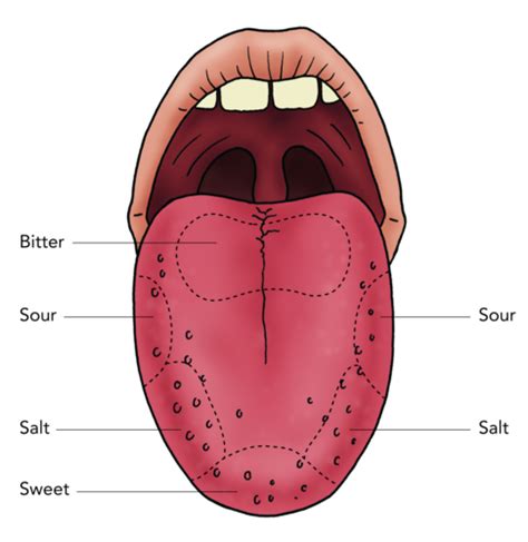 Tongue Taste Diagram The Image Kid Has It