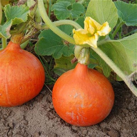 Une mine de vitamines et de minéraux riche en vitamines A et E