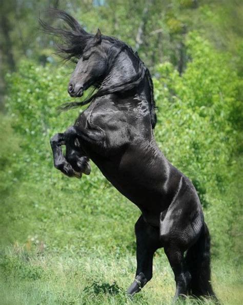 Black Horse Rearing Photography By Bettina Niedermayer All Rights