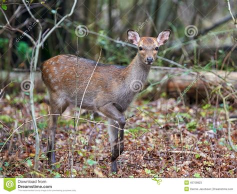 Sika Deer Cervus Nippon Stock Image Image Of Deer