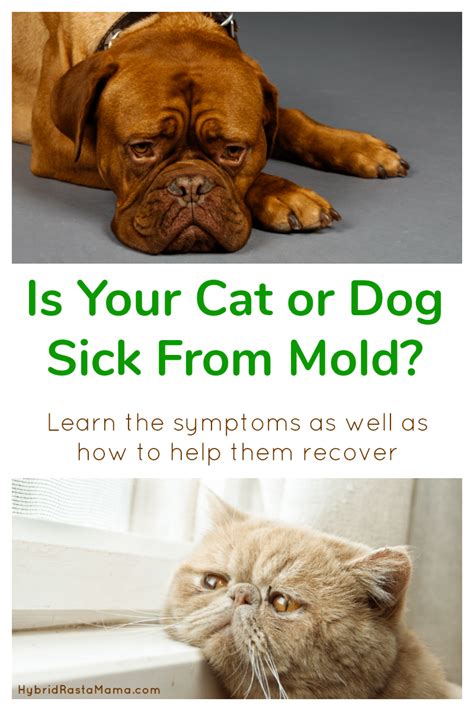 Strategies to detox from mold depending on the mycotoxins present and your body's ability to tolerate treatment, i will recommend a how do i get tested for mold toxicity? How Toxic Mold Affects Pets & How To Help Them Recover ...