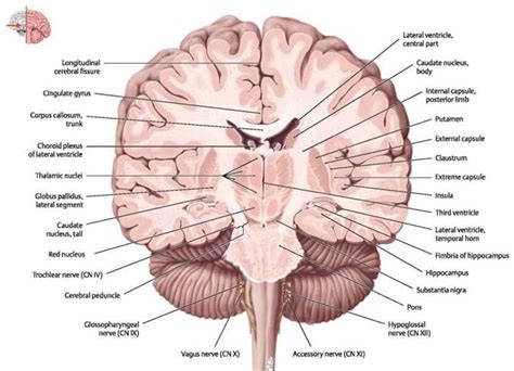 Sectional Anatomy Of The Brain Atlas Of Anatomy Head And
