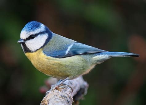 The Top 10 Most Common Birds In The Uk